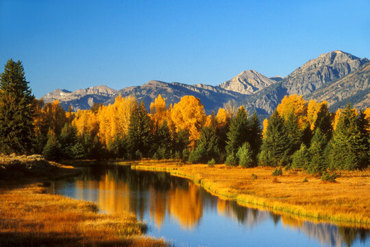 Reflection of trees in the water of a river, Snake River, Grand Teton National Park, Wyoming, USA