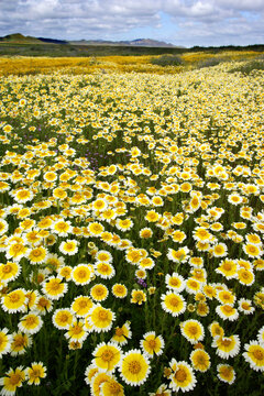 High angle view of flowers in a field, Carrizo Plain National Monument, California, USA