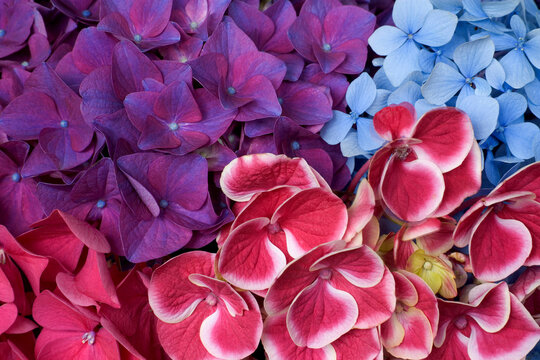 Close-up of hydrangeas