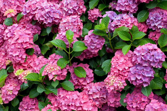 Close-up of hydrangeas