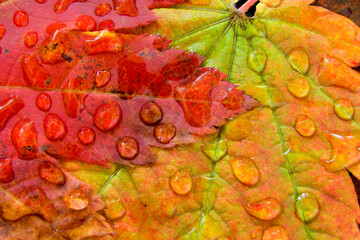 Close-up of water droplets on Vine Maples leaves