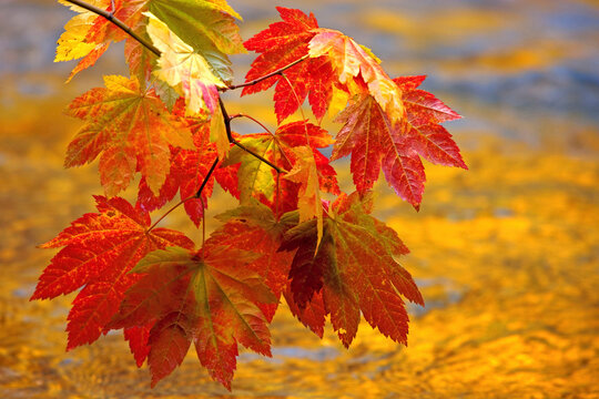 Close-up of Vine Maples leaves, Skokomish River, Olympic National Park, Washington, USA