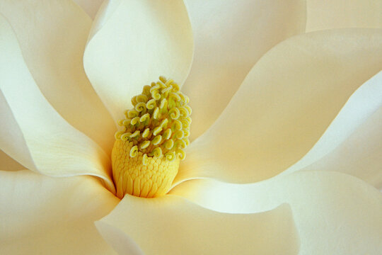 Close-up of a magnolia