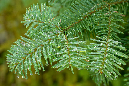Close-up of the branch of a fir tree