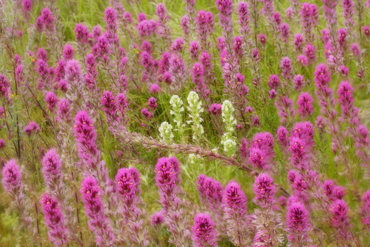 High angle view of Owl's Clovers in a field