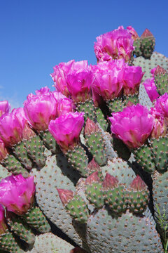 Close-up of flowers on a Beavertail Cactus, Joshua Tree National Park, California, USA