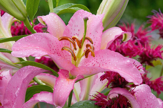 Close-up of Asiatic Lilies