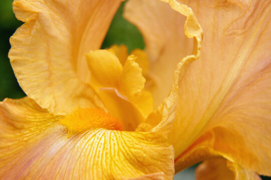 Close-up of a Bearded Iris (Iris germanica)