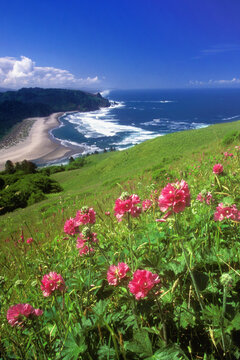 Checker Mallows on a landscape, Cascade Head, Oregon, USA