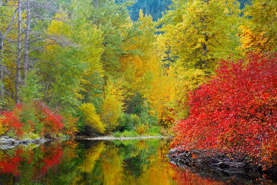 Reflection of trees in water, Nason Creek, Stevens Pass, Washington, USA