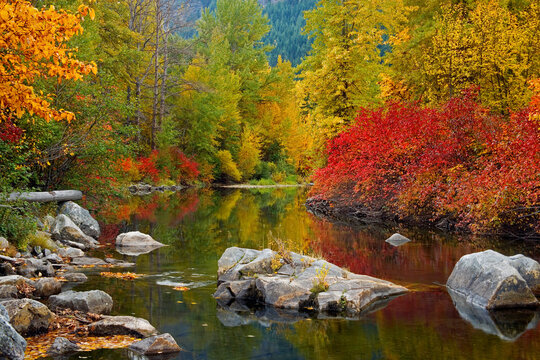 Reflection of trees in water, Nason Creek, Stevens Pass, Washington, USA
