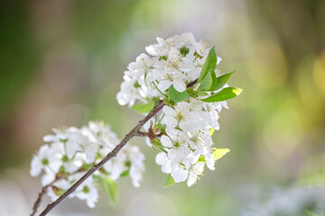 Twigs of cherry tree with white blossoming flowers in early spring