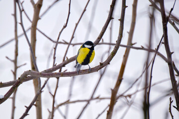 Fototapeta premium Yellow wild tit bird perching on tree branch on cold winter day