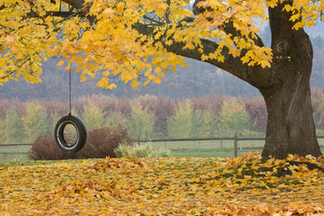 Sugar Maple (Acer saccharum) tree with a tire swing, Hood River, Oregon, USA