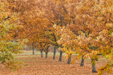 Chestnut trees in a row, Rasmussen Farms, Hood River, Oregon, USA