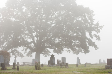 Tree in a cemetery, Willamette Valley, Oregon, USA