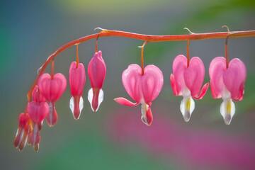 Bleeding Heart 