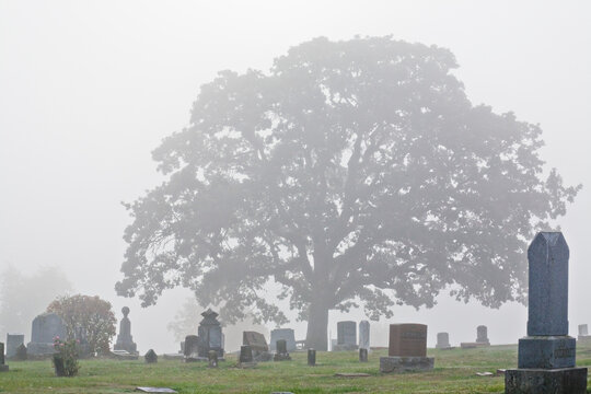 Tree in a cemetery, Willamette Valley, Oregon, USA