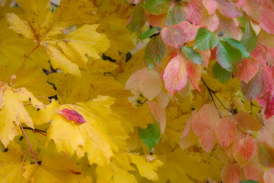 Close-up of maple leaves, Columbia River Gorge, Washington State, USA
