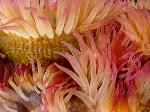USA, Washington, San Juan Islands, Patos Island, Sea Anemone