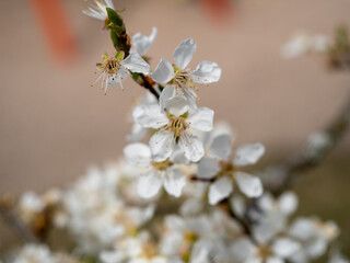 Apple tree flowers. Blooming apple trees.