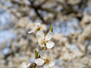 Apple tree flowers. Blooming apple trees.