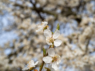 Apple tree flowers. Blooming apple trees.