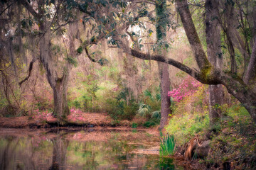 Image of Beautiful landscape with oak trees, pond and Spanish Moss seen in Spring