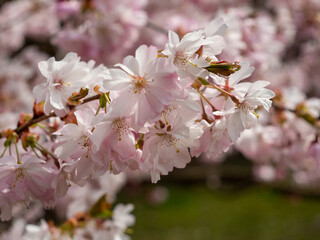 Blooming cherry. Blossoming cherry tree. cherry blossoms