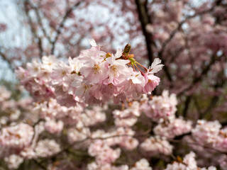 Blooming cherry. Blossoming cherry tree. cherry blossoms