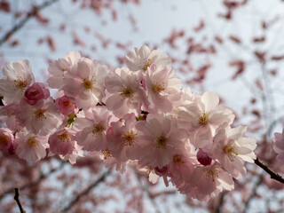 Blooming cherry. Blossoming cherry tree. cherry blossoms