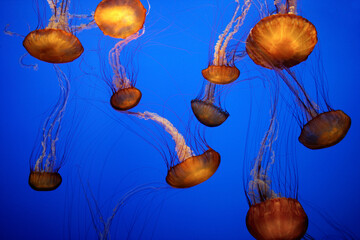 Close-up of a group of Sea Nettles