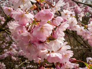 Blooming cherry. Blossoming cherry tree. cherry blossoms