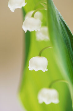 Close-up of Lily of the Valley