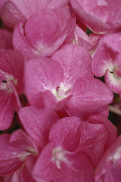 Close-up of hydrangea flowers