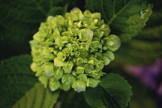 Close-up of a hydrangea plant