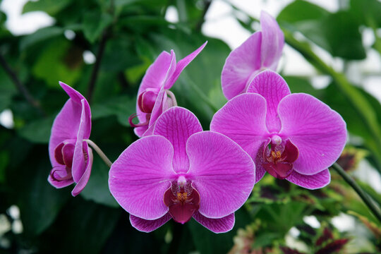 Close-up of orchid flowers
