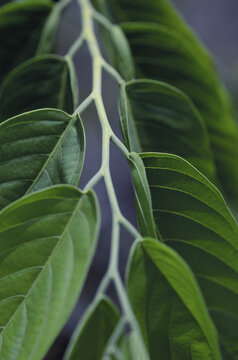 Close-up of ylang-ylang leaves