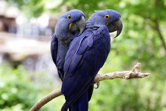 Close-up of two Hyacinth Macaws perching on a branch