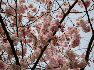 Blooming cherry. Blossoming cherry tree. cherry blossoms