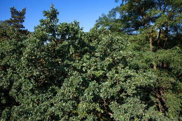 Fototapeta premium close-up of the foliage of an oak tree with green foliage