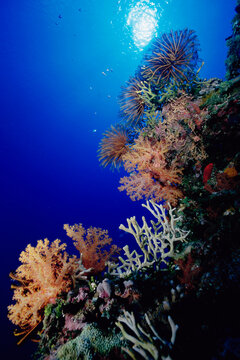 Soft Coral, Crinoids