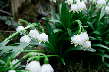 flowers in the forest close-up. white flowers with green leaves