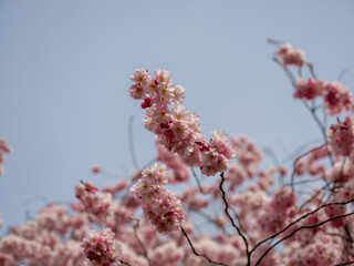Blooming cherry. Blossoming cherry tree. cherry blossoms