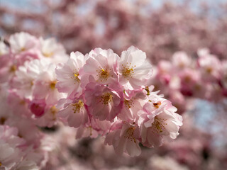 Blooming cherry. Blossoming cherry tree. cherry blossoms