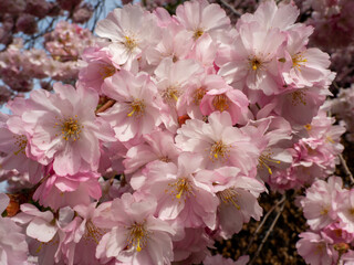 Blooming cherry. Blossoming cherry tree. cherry blossoms