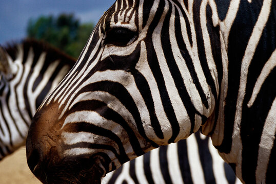 Close-up of a zebra