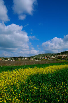 Flowers in a field, Moshav Zecharia, Israel