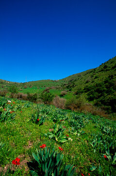 Wildflowers in a field, Wadi Tabor, Israel