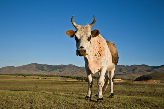 Cow Standing In A Field, Terelj, Mongolia